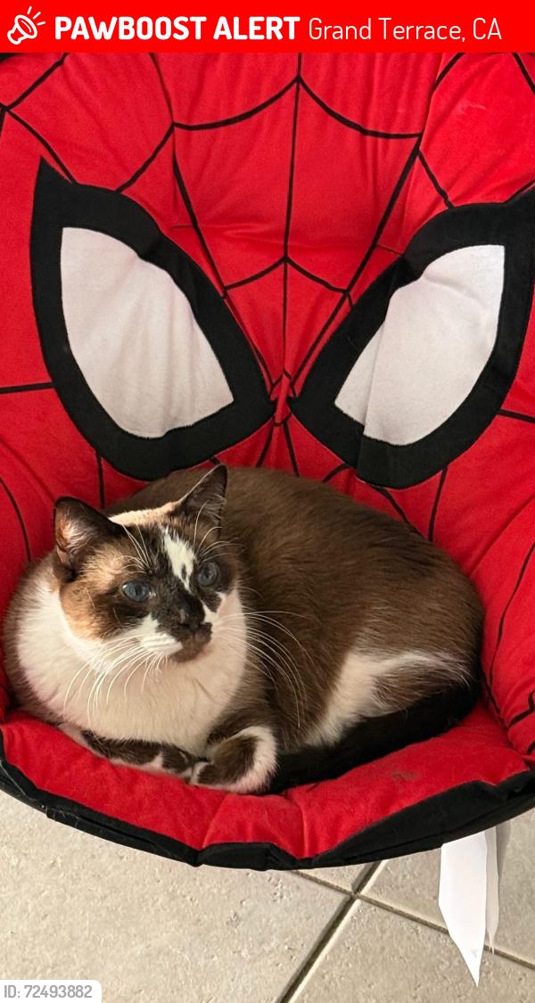 Lost Male Cat last seen Whistler and De Berry Street, Grand Terrace, CA 92313
