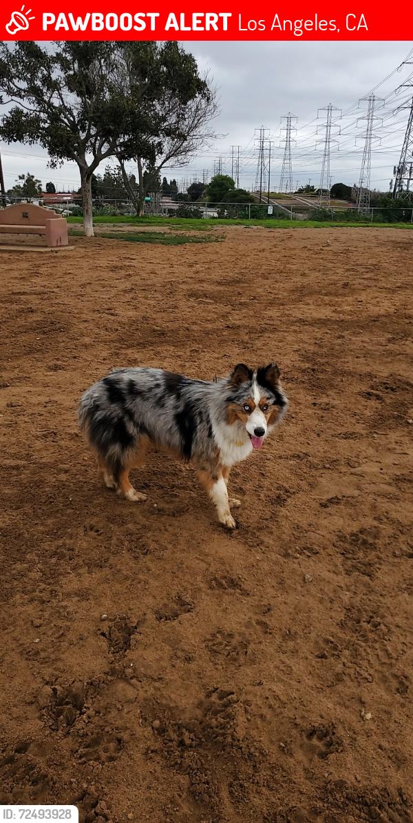 Lost Male Dog last seen 43rd and Compton Ave, Los Angeles, CA 90011