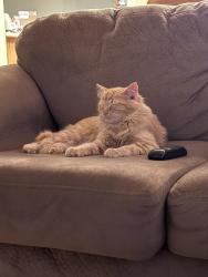 Lost Male Cat last seen Goff addition off SR-9 , Marion, IN 46953