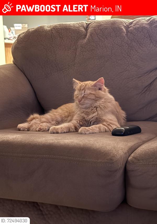 Lost Male Cat last seen Goff addition off SR-9 , Marion, IN 46953