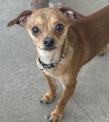 Lost Male Dog last seen Near memorial falls dr tomball tx 77375, Tomball, TX 77375