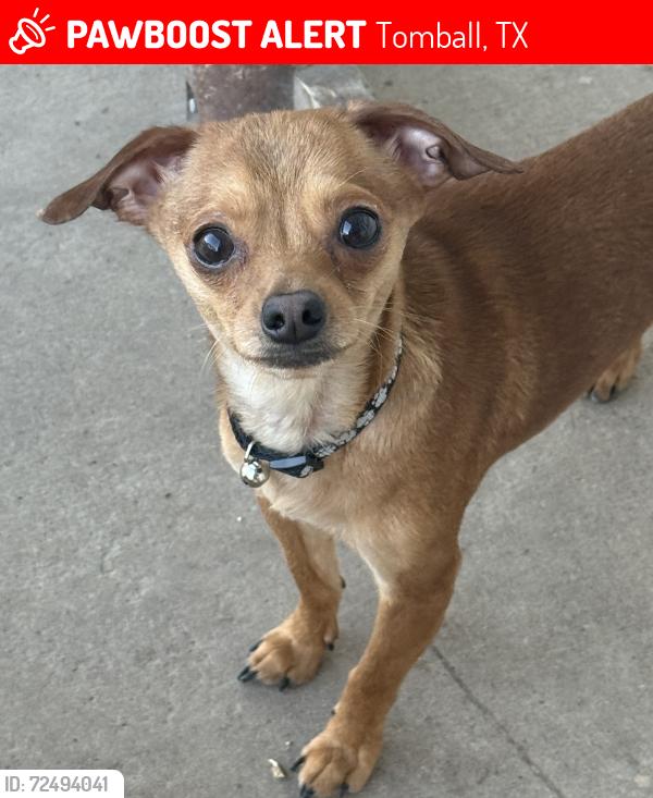 Lost Male Dog last seen Near memorial falls dr tomball tx 77375, Tomball, TX 77375