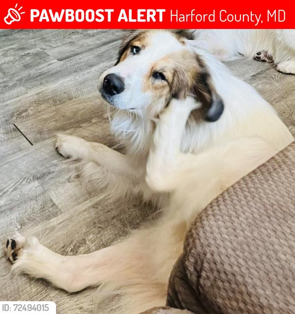 Lost Male Dog last seen Ruffs Mill Rd, Harford County, MD 21015