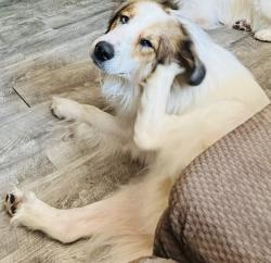 Lost Male Dog last seen Ruffs Mill Rd, Harford County, MD 21015