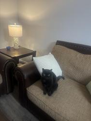 Lost Female Cat last seen Ashville church of Christ and green haven way, Leeds, AL 35094