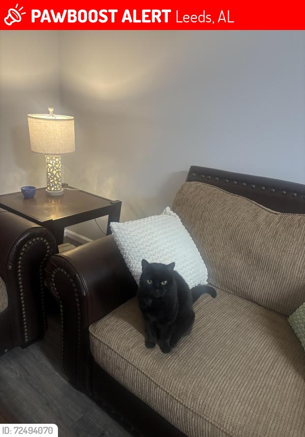 Lost Female Cat last seen Ashville church of Christ and green haven way, Leeds, AL 35094