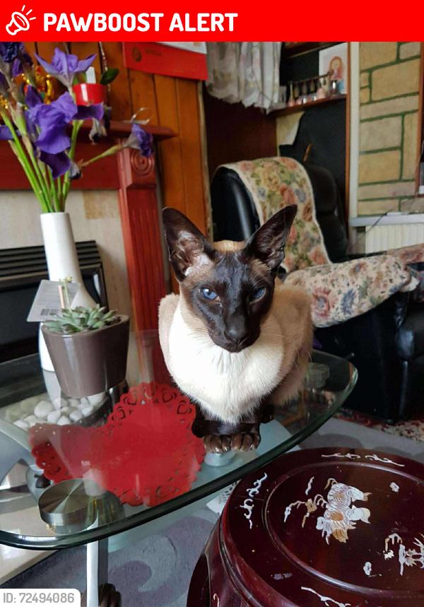 Lost Female Cat last seen Newport Gwent South Wales, Newport, Wales NP19 0JL