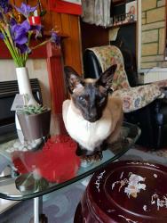 Lost Female Cat last seen Newport Gwent South Wales, Newport, Wales NP19 0JL