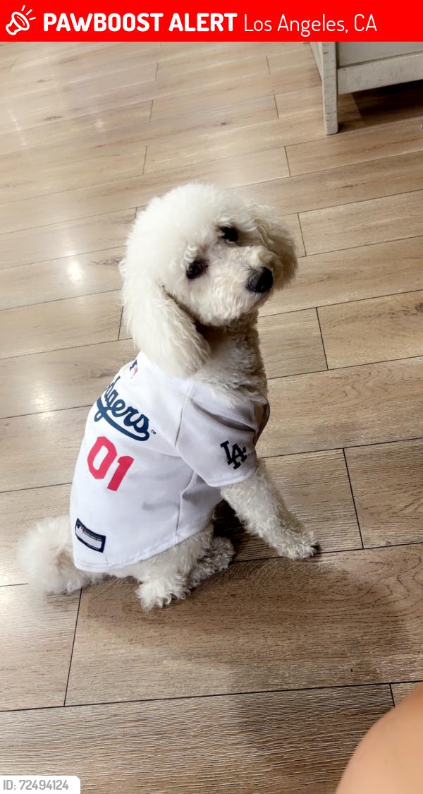 Lost Female Dog last seen 8th & Evergreen , Los Angeles, CA 90033