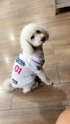 Lost Female Dog last seen 8th & Evergreen , Los Angeles, CA 90033