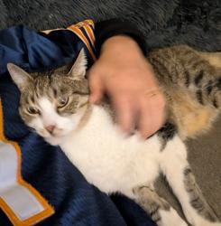 Lost Male Cat last seen 5th & Wilmot, Tucson, AZ 85711