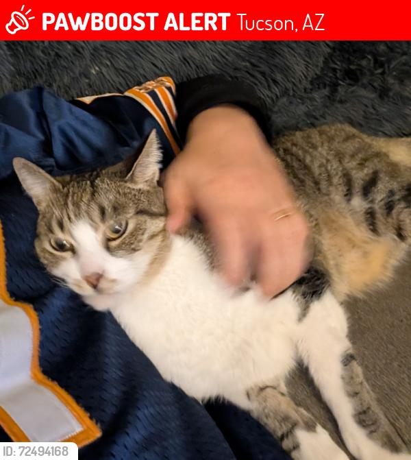 Lost Male Cat last seen 5th & Wilmot, Tucson, AZ 85711