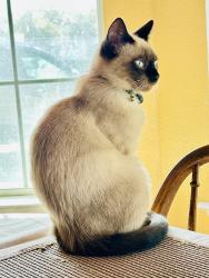 Lost Male Cat last seen Wilderness Pointe Neighborhood, near Panther Springs Park, San Antonio, TX 78260