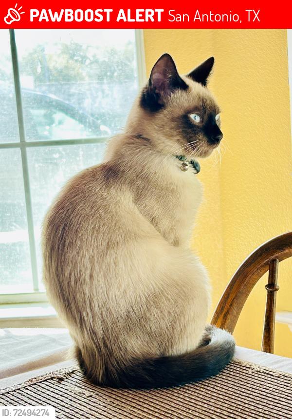 Lost Male Cat last seen Wilderness Pointe Neighborhood, near Panther Springs Park, San Antonio, TX 78260