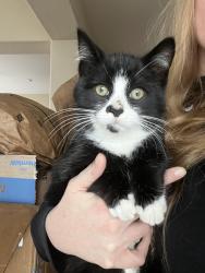 Found/Stray Male Cat last seen Henshaw and Collins St, West Sacramento, CA 95691