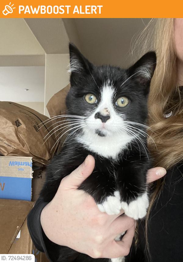 Found/Stray Male Cat last seen Henshaw and Collins St, West Sacramento, CA 95691