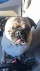 Lost Male Dog last seen First and dakota, Fresno, CA 93726