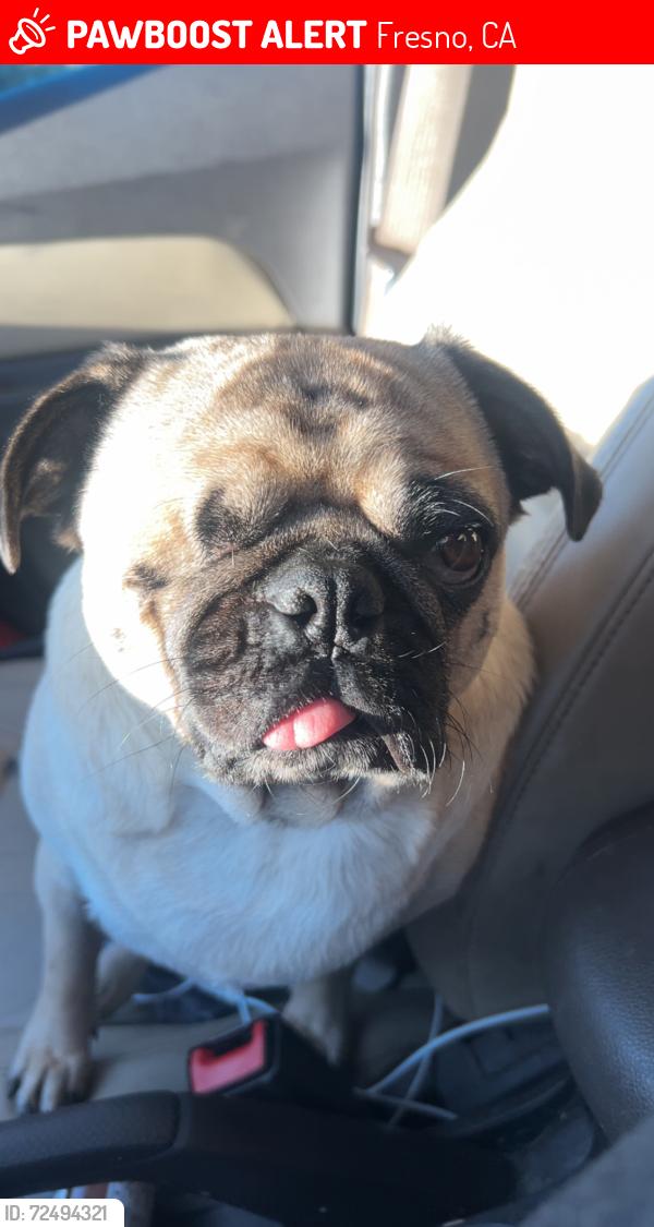 Lost Male Dog last seen First and dakota, Fresno, CA 93726