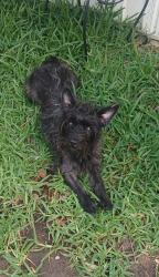 Lost Female Dog last seen W military and Mayfield , San Antonio, TX 78227