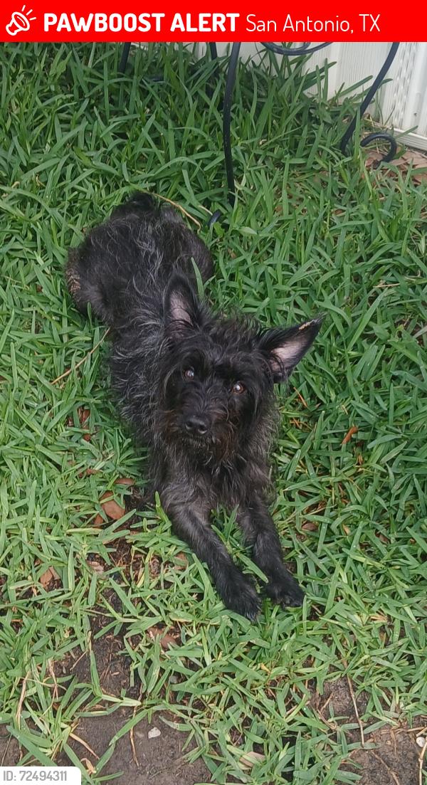 Lost Female Dog last seen W military and Mayfield , San Antonio, TX 78227