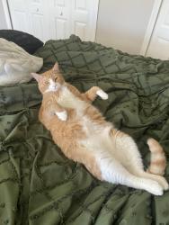 Lost Male Cat last seen Maple Bay s, Virginia Beach, VA 23454