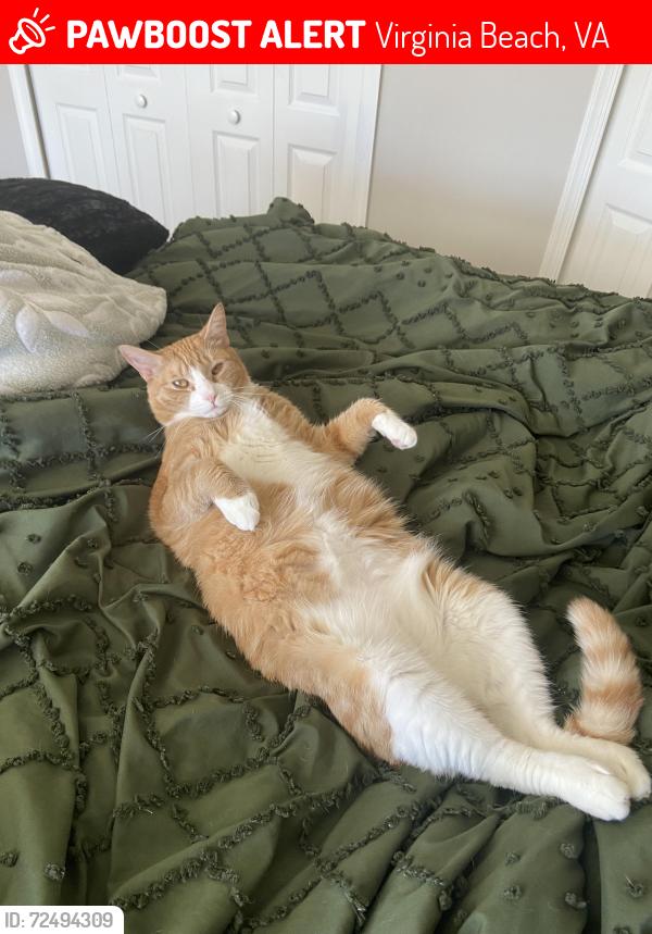 Lost Male Cat last seen Maple Bay s, Virginia Beach, VA 23454