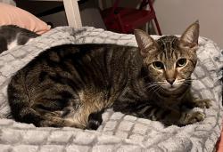 Lost Male Cat last seen Sepulveda Blvd between Lanark St. and Raymer St. 91402, Los Angeles, CA 91393