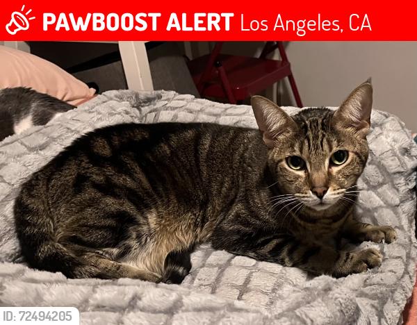 Lost Male Cat last seen Sepulveda Blvd between Lanark St. and Raymer St. 91402, Los Angeles, CA 91393