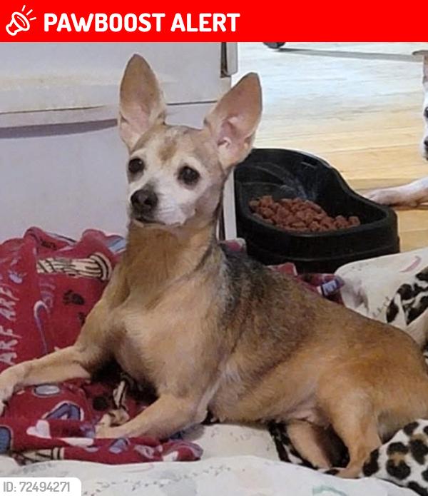 Lost Female Dog last seen  Lakeside Mobile s, 1921 Manor Ave, WPB, Okeechobee Blvd, West Palm Beach, FL 33409