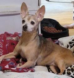 Lost Female Dog last seen  Lakeside Mobile s, 1921 Manor Ave, WPB, Okeechobee Blvd, West Palm Beach, FL 33409