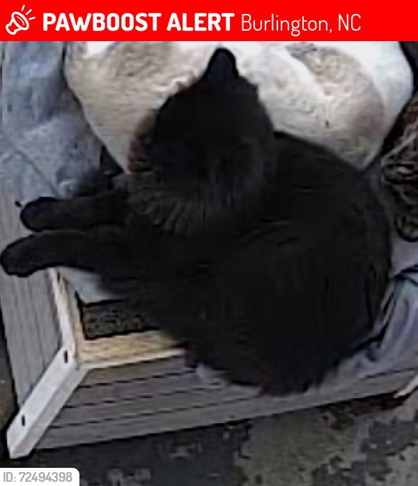 Lost Male Cat last seen Tucker Street, Burlington, NC 27215