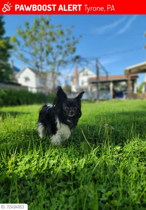 Lost Female Dog last seen Columbia ave and 20th street, Tyrone, PA 16686