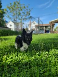 Lost Female Dog last seen Columbia ave and 20th street, Tyrone, PA 16686