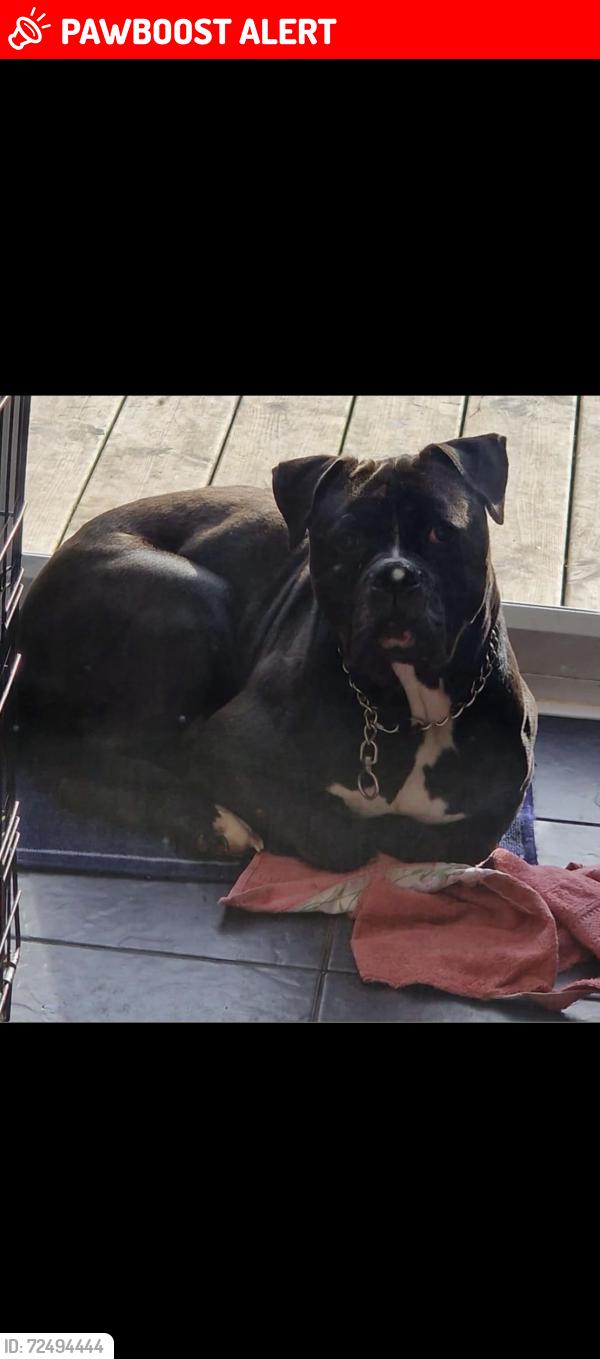 Lost Male Dog last seen High Wycombe retail park , High Wycombe, England 
