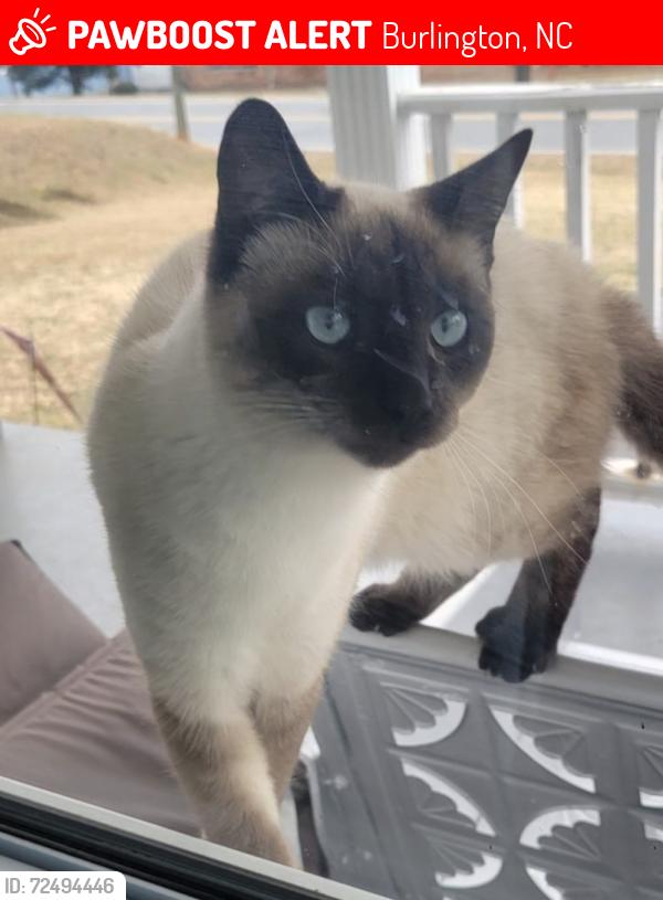 Lost Male Cat last seen Tucker Street, Burlington, NC 27215