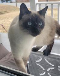 Lost Male Cat last seen Tucker Street, Burlington, NC 27215
