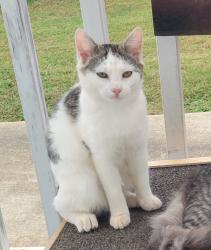 Lost Female Cat last seen Tucker Street, Burlington, NC 27215