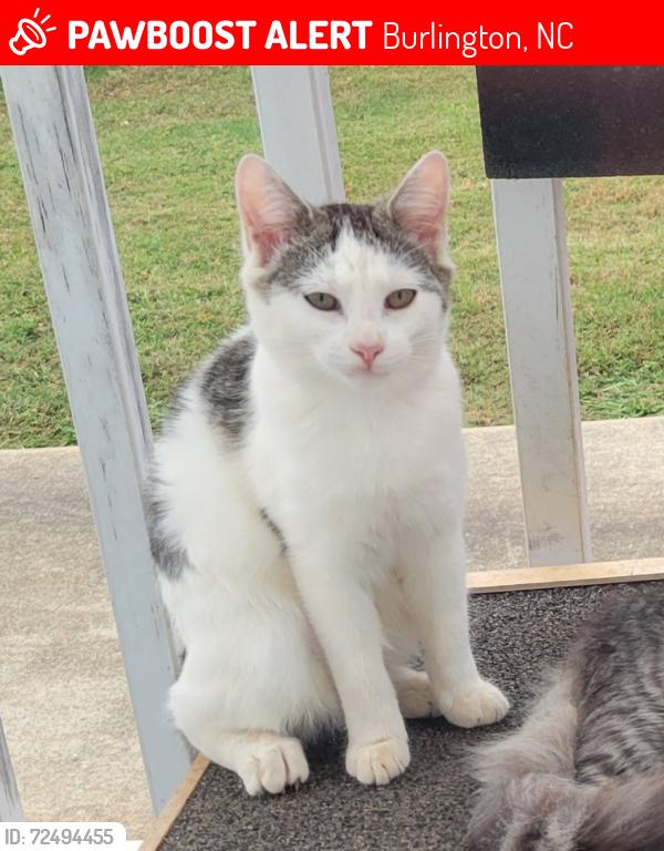 Lost Female Cat last seen Tucker Street, Burlington, NC 27215