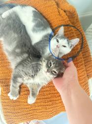 Lost Female Cat last seen Aldine Westfield, Houston, TX 77039