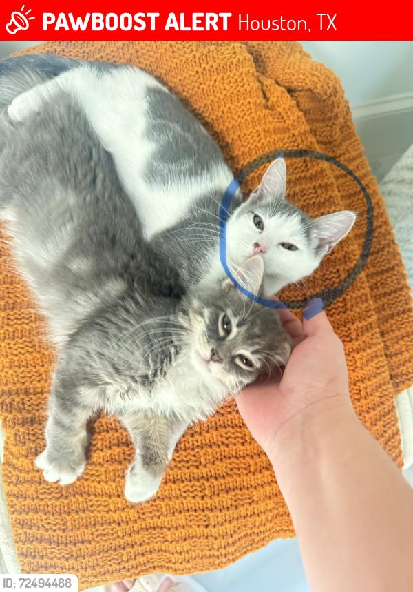 Lost Female Cat last seen Aldine Westfield, Houston, TX 77039