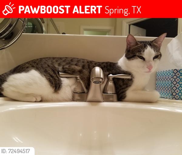 Lost Male Cat last seen London Way and Baywick, Spring, TX 77389