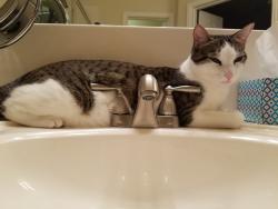 Lost Male Cat last seen London Way and Baywick, Spring, TX 77389