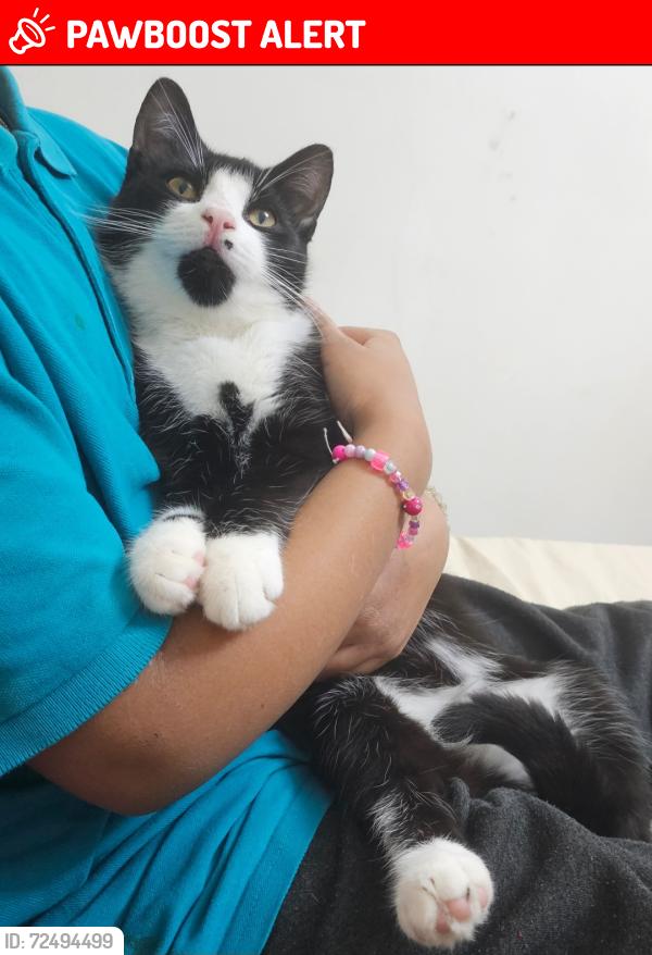 Lost Male Cat last seen Windsor street, West Midlands, England WV14