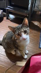 Reunited Female Cat last seen Kennedy Dr, Milpitas, CA 95035, USA, Milpitas, CA 95035