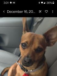 Lost Male Dog last seen Victory Place, Dallas, TX 75206