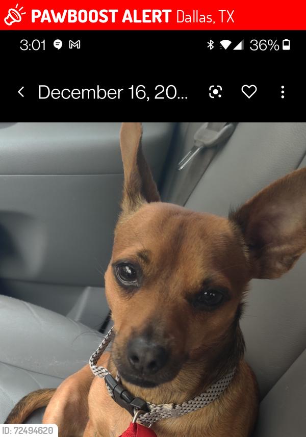 Lost Male Dog last seen Victory Place, Dallas, TX 75206