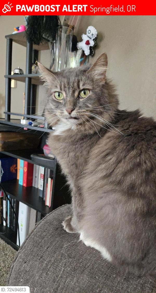 Lost Female Cat last seen 9th and Quinalt, Springfield, OR 97477