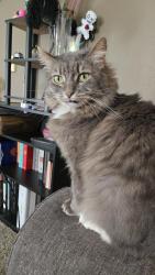 Lost Female Cat last seen 9th and Quinalt, Springfield, OR 97477