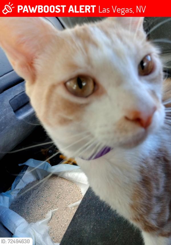 Lost Male Cat last seen Desert Breeze Park, Spring MTN. Las Vegas, Nv, USA, Las Vegas, NV 89117