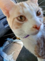 Lost Male Cat last seen Desert Breeze Park, Spring MTN. Las Vegas, Nv, USA, Las Vegas, NV 89117